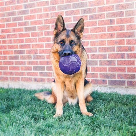 Brinquedo Interativo Bola Vazada Kong Flex Ball Pet Paluche