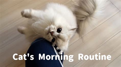 甘えんぼ猫のモーニングルーティンを紹介しますMy Cat s Morning Routine YouTube