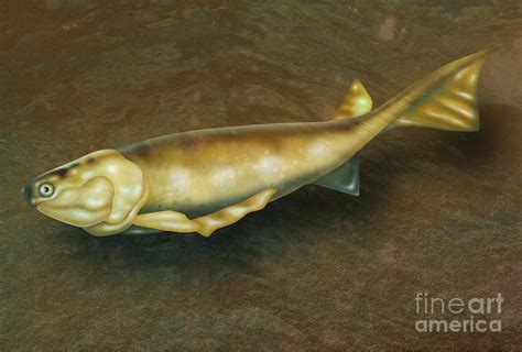 Cheirolepis Illustration Photograph By Gwen Shockey Fine Art America