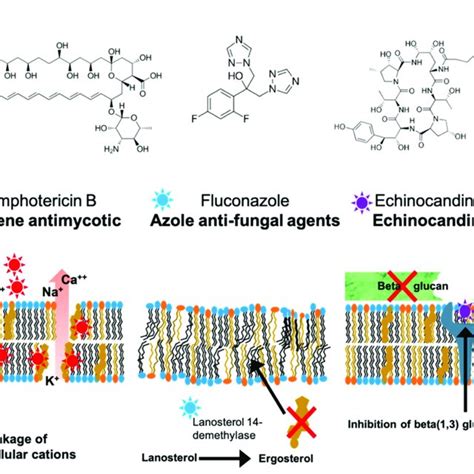 The Major Classes Of Antifungal Drugs Used In The Clinic And Their Download Scientific Diagram