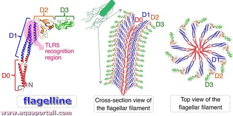 Flagelline Définition Et Explications