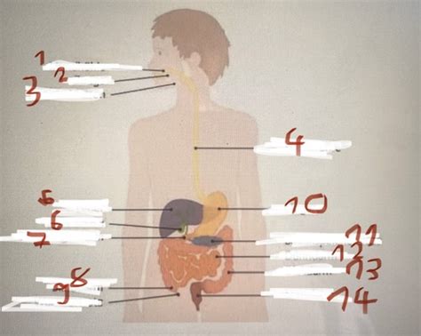 Anatomie Und Physiologie Des Menschen Flashcards Quizlet