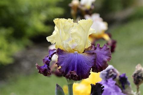 Tall Bearded Iris Iris Adventurous In The Irises Database