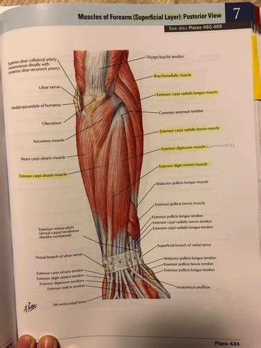 Posterior Extensor Compartment Of The Forearm Flashcards Quizlet