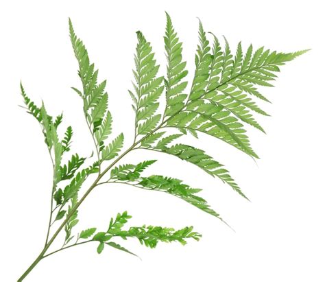 Premium Photo Green Fern Leaf Isolated On White