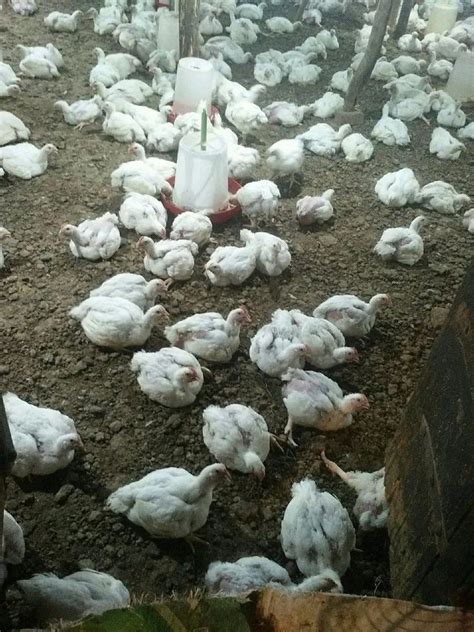 Murga At ₹ 100kilogram Hen In Rohtas Id 18586158188