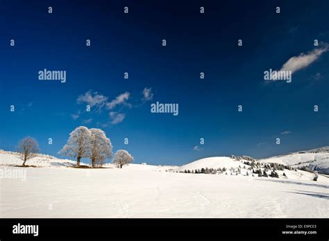 Winter in the Black Forest Stock Photo - Alamy