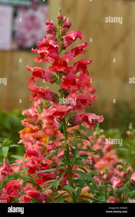 Antirrhinum Snapdragons Hi Res Stock Photography And Images Alamy