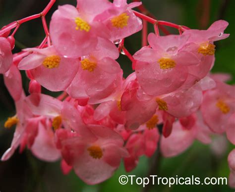 Begonia Coccinea Angel Wing Begonia