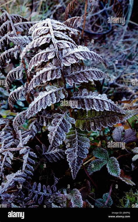 Snowfall on leaves, Dzuluk, Sikkim Stock Photo - Alamy