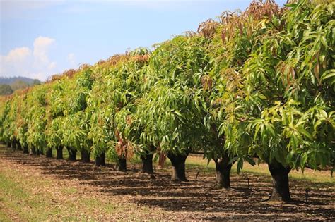 Mangueiras Na Fazenda Pomar Rvores Frut Feras Foto Premium