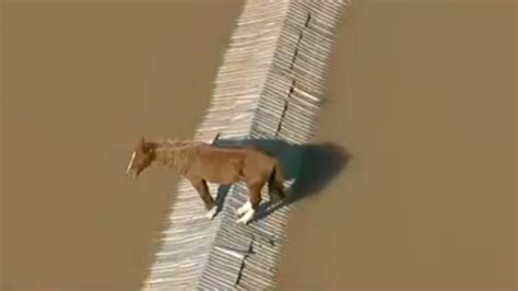 Cavalo Ilhado Em Telhado No Rio Grande Do Sul Resgatado V Deo