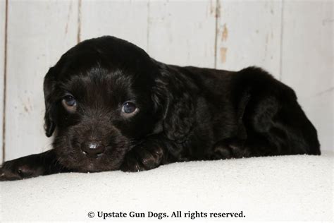 Boykin Spaniel Puppies – Boykin Spaniels and other Gun Dogs Available for Sale