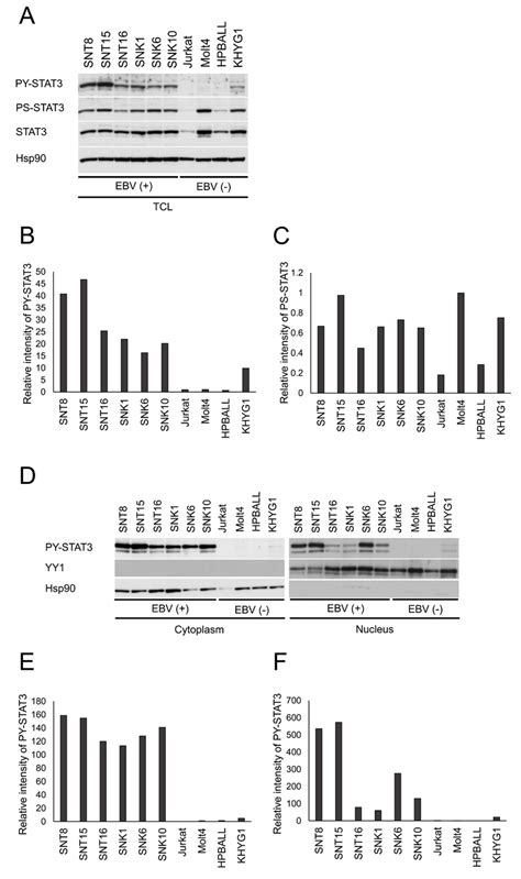 Stat Is Constitutively Activated In Ebv Positive T Or Nk Cell Lines