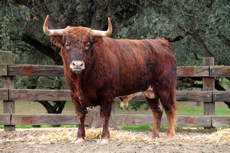 Fotografías de toros bravos en la naturaleza | Aprende de toros bravos