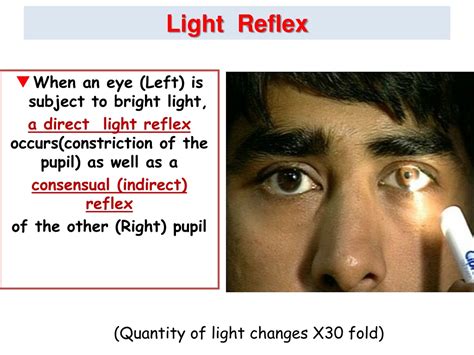 Ppt Physiology Of Vision Lecture 2 Accommodation And Pupillary Light