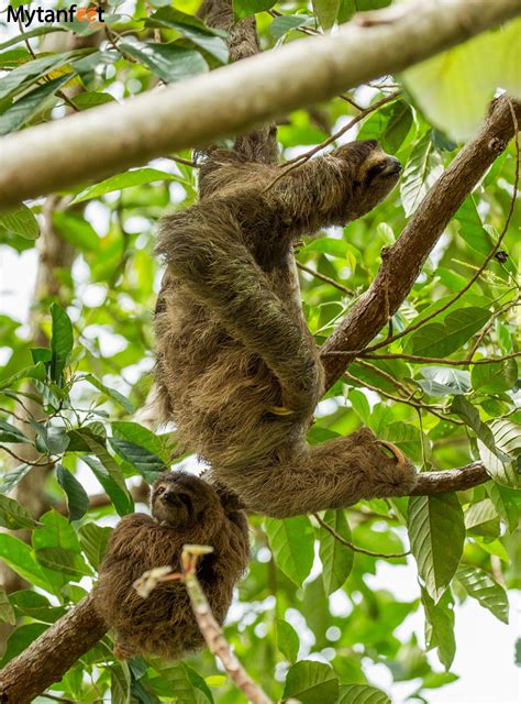 Where to see sloths in costa rica – Artofit