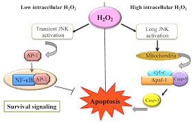 Catalase function and benefits 1.0 – ScienceSmartSupplements.com