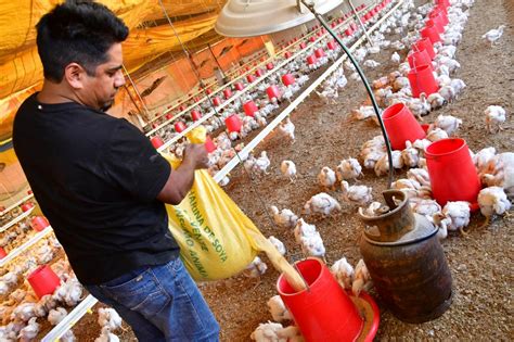 Avicultores Y Porcinocultores De Cochabamba Se Declaran En Emergencia