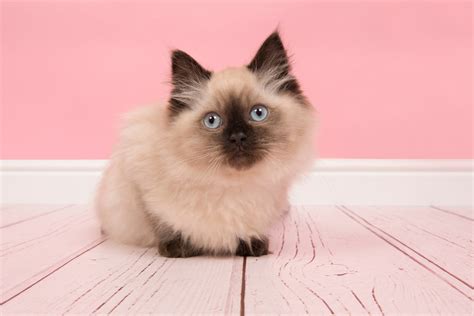 Seal Point Ragdoll Cat 12 Things Owners Need To Know 2025