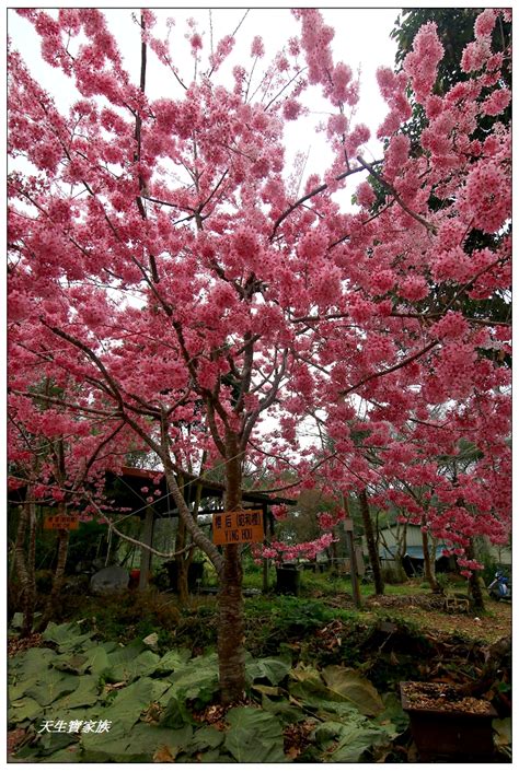 嘉義阿里山》頂湖聚落山林賞櫻秘境櫻王櫻后櫻妾爆炸盛開 天生寶家族