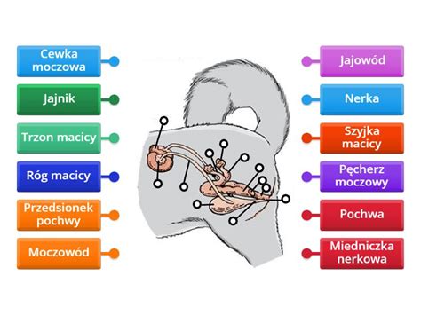 Układ rozrodczy suki Labelled diagram