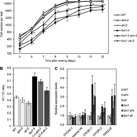 ATM Contributes To The Cell Cycle Delay In Fas1 4 A Kinematic