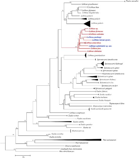 Phylogenetic Trees Inferred By Maximum Likelihood Ml From The Download Scientific Diagram