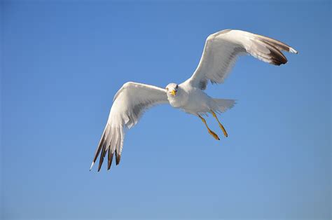 Disturbance Increases Nest Predation British Ornithologists Union