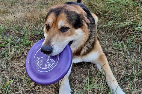 Hundefrisbee Test ᐅ 9 beste Frisbees für Hunde im Vergleich