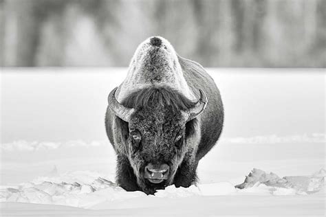 American Bison Art | "Halt" – Ejaz Khan Fine Art Photography