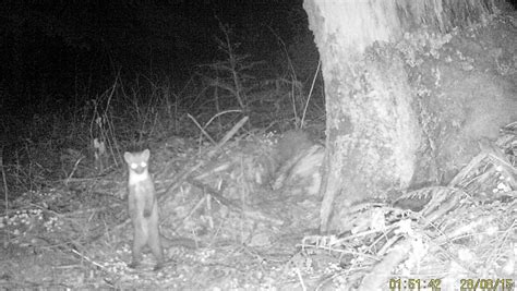 Biostation Blitzt Seltenen Baummarder Im Kreis Herford Nwde