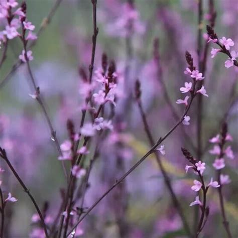 Verbena Bampton 3L Pot Ardcarne Garden Centre Roscommon Boyle