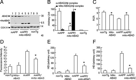 Inhibition of Amyloid β Aβ Peptide Binding Alcohol Dehydrogenase Aβ