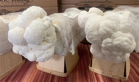 Lion S Mane Mushroom Growing Kit Etsy