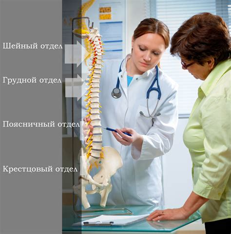 Строение позвоночника. Анатомия позвоночника, заболевания позвоночника