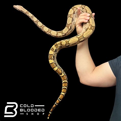 Adult Female Pastel Boa Constrictor Boa Constrictor