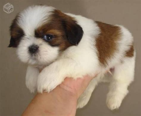 Filhote Femea De Shih Tzu Branco E Caramelo Vazlon Brasil