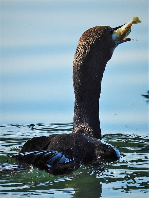 Pelagic Cormorant Swallowing Fish A Pelagic Cormorant Uri Flickr