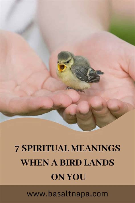 Spiritual Meanings When A Bird Lands On You