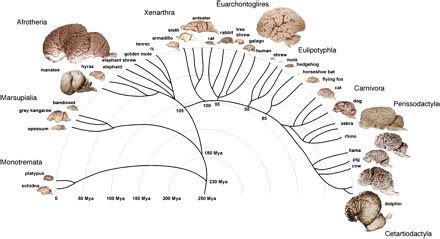 Explain Difference in Brain Size Among Different Animals