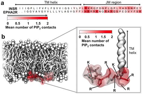 Interactions Between Pip2 And The Jm Region A Tm Helix Jm Sequence