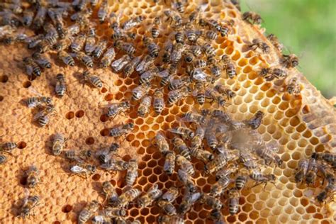 Qué Son Las Abejas Nodrizas Funciones De Las Abejas Melíferas