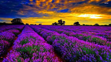 Lavender Field At Sunset Flower Hd Wallpaper Pxfuel