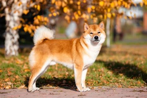 Shiba Inu Colors The Standard And Rare Shiba Dog Coat Colors K9 Web