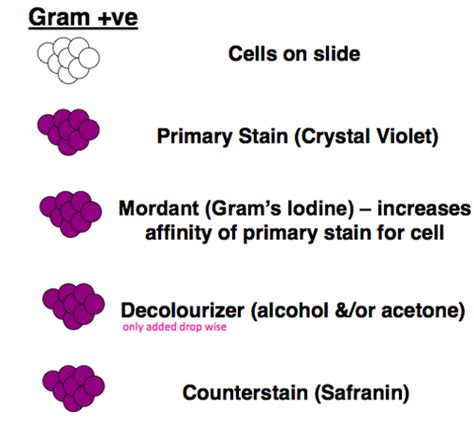 Introduction To Bacteria Flashcards Quizlet