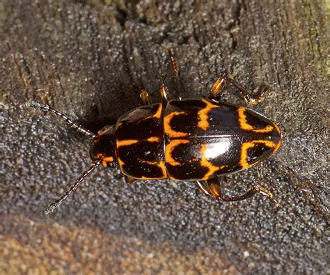 Episcaphula Tamburinea From Mount Glorious Rd Mount Glorious Qld