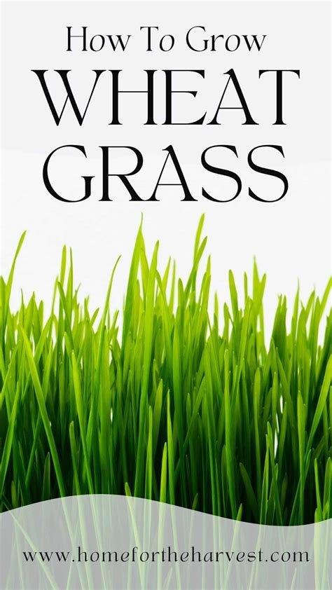 How To Grow Wheatgrass Growing Wheat Grass Wheat Grass Seeds Wheat Grass