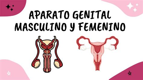 Aparato Genital Masculino Y Femenino RENATO DAVID ROJAS CANOVA UDocz