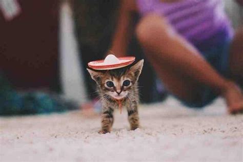 Tiny cat in a tiny sombrero : r/aww